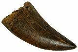 Serrated, Raptor Tooth - Real Dinosaur Tooth #295933-1